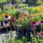 coneflower