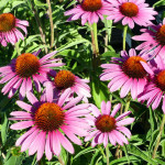 coneflower