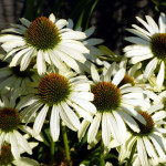 coneflowers