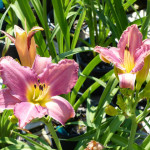 daylilies_lavender