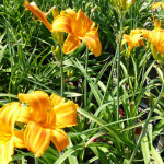 daylilies_orange2