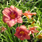 daylilies_pink