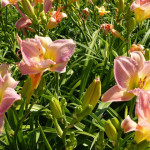 daylilies_pink3