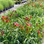 daylilies_red