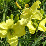 daylilies_yellow