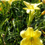 daylilies_yellow2