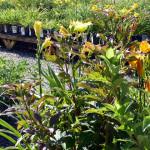 daylily