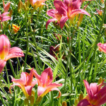 daylily1