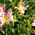 daylily2