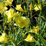 daylily_yellow