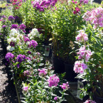 garden_phlox
