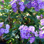 garden_phlox
