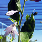 hosta_bloom2