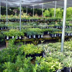 hostas
