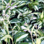 hostas