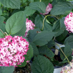hydran2