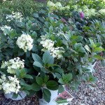 hydrangea