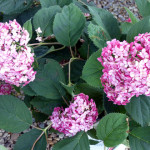 hydrangea3