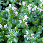 lamium