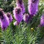 liatris