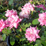 roses