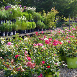 roses