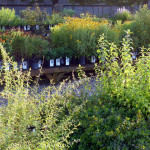 goji_shrub