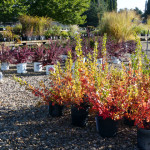 barberry