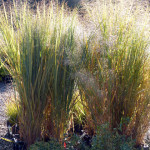 grasses
