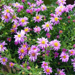 asters