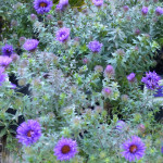 asters
