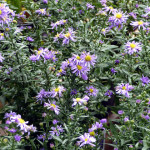 asters2