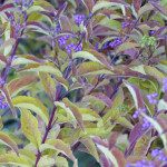 beauty_bush