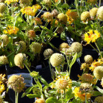 blanketflower