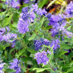 bluebeard