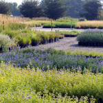 bluebeard_grasses