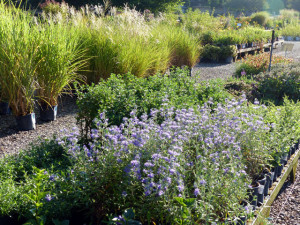bluebeard_grasses