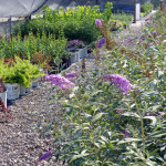 butterflybush