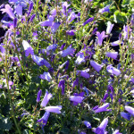 campanula