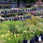coreo_sedum
