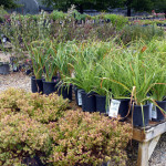 daylilies