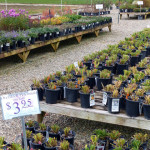daylilies_overstock