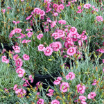 dianthus