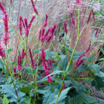 firetail