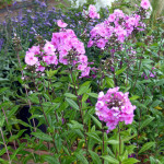 gardenphlox