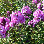 gardenphlox2
