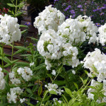 gardenphlox2