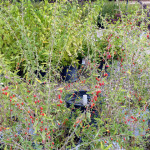 goji