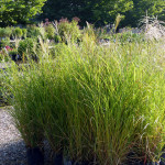 grasses