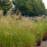 grasses
